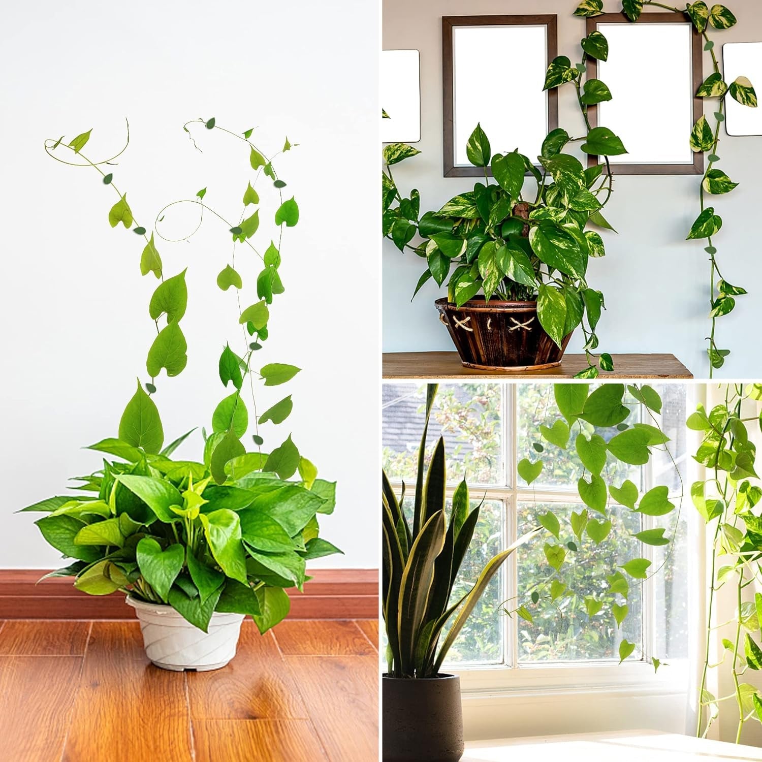 Plant Climbing Wall Fixture Clip Self-Adhesive Hook Vines Traction Invisible Stand Green Plant Clip Garden Wall Clip Plant Support Binding Clip Plants for Indoor Outdoor Decoration (30 Pcs Set) Plant Climbing Wall Fixture Clip Self-Adhesive Hook Vines Traction Invisible Stand Green Plant Clip Garden Wall Clip Plant Support Binding Clip Plants for Indoor Outdoor Decoration (30 Pcs Set)